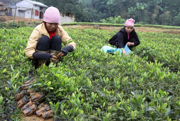 650 ha rừng được trồng trong dịp Tết trồng cây Ất Mùi ảnh 1